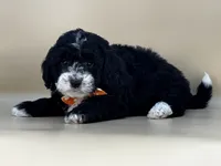 Walter, a male Bernedoodle for sale in Atkinson, NE – 3 of 9