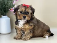 Penny, a female Shorkie for sale in Atkinson, NE – 7 of 10