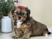 Penny, a female Shorkie for sale in Atkinson, NE – 8 of 10