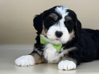 Moose, a male Bernedoodle for sale in Atkinson, NE – 7 of 7