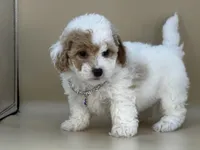Willow, a female Bernedoodle for sale in Atkinson, NE – 7 of 8