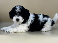 Yeti, a male Bernedoodle for sale in Atkinson, NE – 1 of 5