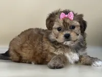 Sophie, a female Shorkie for sale in Atkinson, NE – 5 of 5