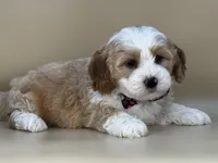 Barley, a male Bernedoodle for sale in Atkinson, NE – 7 of 8
