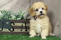 Bentley, a male Poodle - Miniature  for sale in Atkinson, NE – 6 of 6