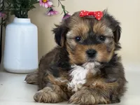 Penny, a female Shorkie for sale in Atkinson, NE – 9 of 10