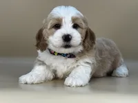 Barley, a male Bernedoodle for sale in Atkinson, NE – 1 of 8