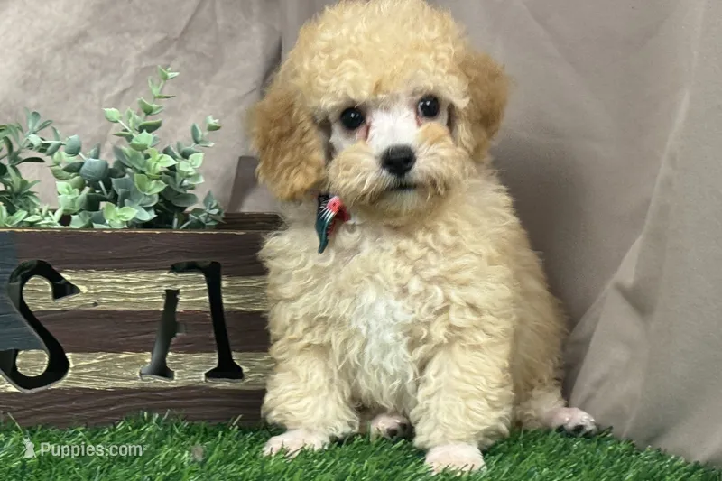 Bentley – Poodle - Miniature  puppy for sale in Atkinson, NE
