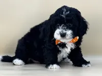 Walter, a male Bernedoodle for sale in Atkinson, NE – 5 of 9