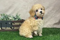 Bentley, a male Poodle - Miniature  for sale in Atkinson, NE – 2 of 6