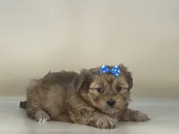 Rose, a female Shorkie for sale in Atkinson, NE – 2 of 10