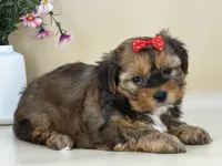 Penny, a female Shorkie for sale in Atkinson, NE – 5 of 10