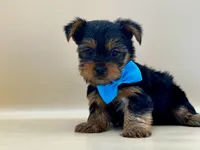 Milo, a male Yorkshire Terrier for sale in Atkinson, NE – 6 of 6