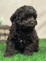 Joey, a male Shihpoo for sale in Atkinson, NE – 6 of 8