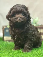 Joey, a male Shihpoo for sale in Atkinson, NE – 4 of 8