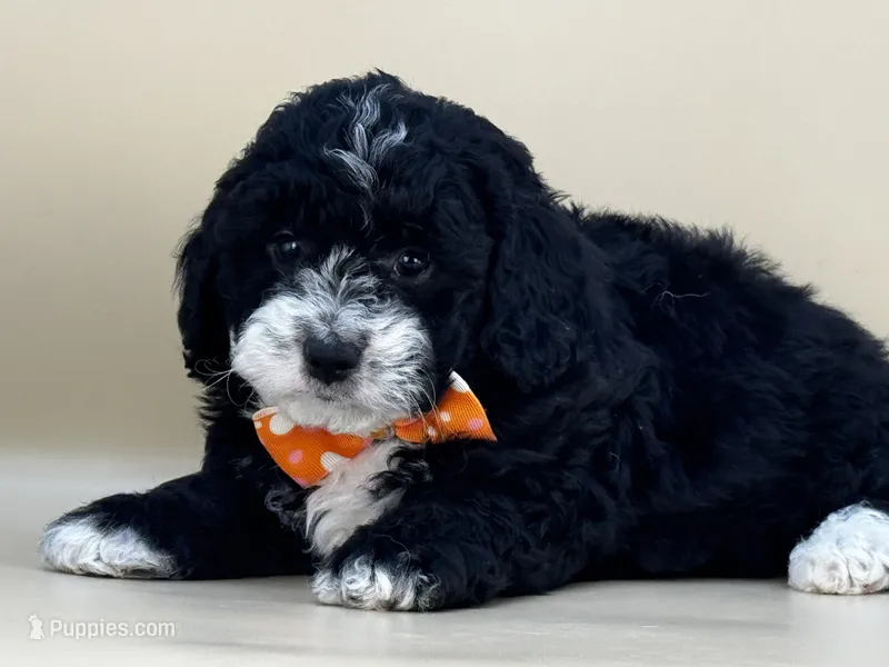 Walter – Bernedoodle puppy for sale in Atkinson, NE
