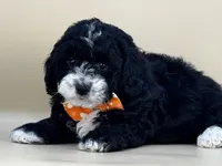 Walter, a male Bernedoodle for sale in Atkinson, NE – 1 of 9