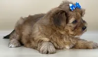 Rose, a female Shorkie for sale in Atkinson, NE – 6 of 10