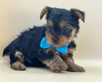 Milo, a male Yorkshire Terrier for sale in Atkinson, NE – 5 of 6