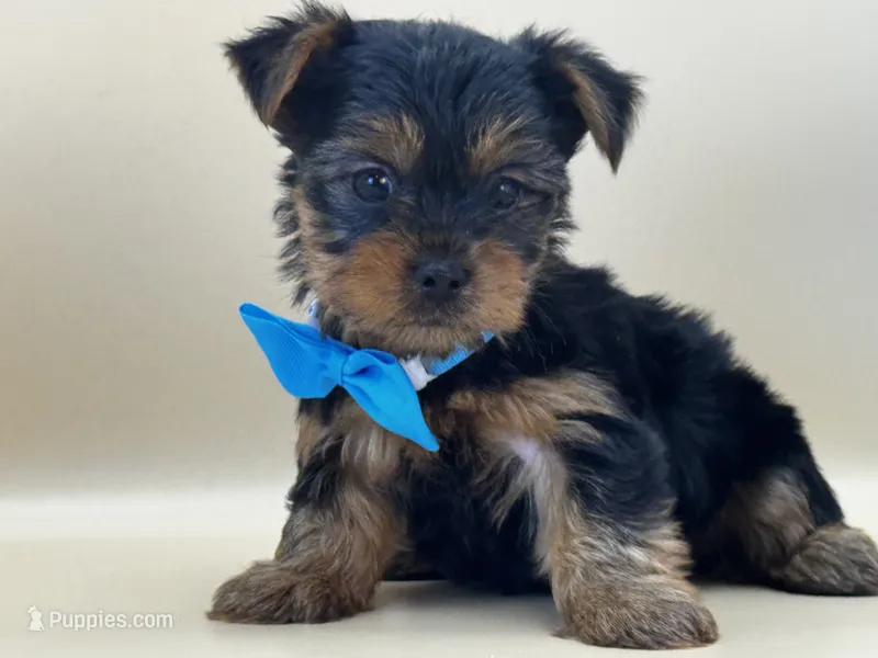 Milo – Yorkshire Terrier puppy for sale in Atkinson, NE