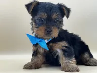 Milo, a male Yorkshire Terrier for sale in Atkinson, NE – 1 of 6