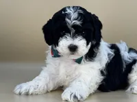 Yeti, a male Bernedoodle for sale in Atkinson, NE – 2 of 5