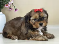 Penny, a female Shorkie for sale in Atkinson, NE – 3 of 10