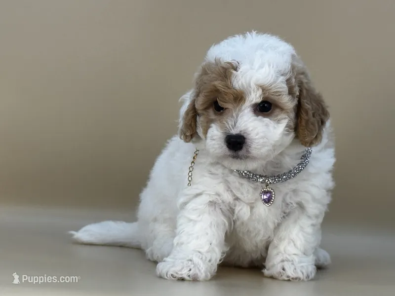 Willow – Bernedoodle puppy for sale in Atkinson, NE
