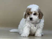 Willow, a female Bernedoodle for sale in Atkinson, NE – 1 of 8