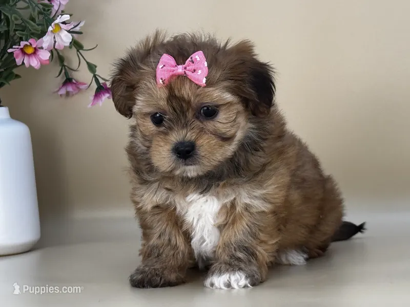 Sophie – Shorkie puppy for sale in Atkinson, NE