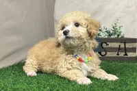 Pearl, a female Poodle - Miniature  for sale in Atkinson, NE – 5 of 5