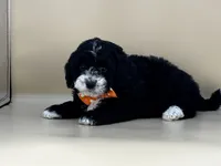 Walter, a male Bernedoodle for sale in Atkinson, NE – 8 of 9