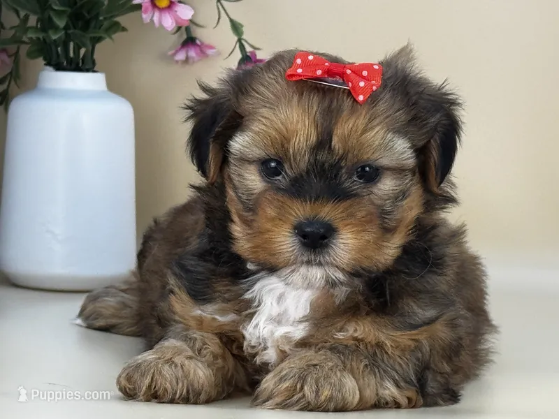 Penny – Shorkie puppy for sale in Atkinson, NE