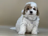 Willow, a female Bernedoodle for sale in Atkinson, NE – 2 of 8