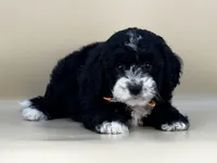 Walter, a male Bernedoodle for sale in Atkinson, NE – 2 of 9