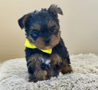 Max, a male Yorkshire Terrier for sale in Atkinson, NE – 4 of 6