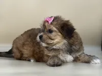 Sophie, a female Shorkie for sale in Atkinson, NE – 4 of 5
