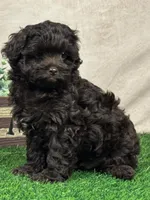 Joey, a male Shihpoo for sale in Atkinson, NE – 3 of 8