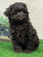 Joey, a male Shihpoo for sale in Atkinson, NE – 8 of 8