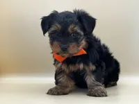 Charlie, a male Yorkshire Terrier for sale in Atkinson, NE – 7 of 9