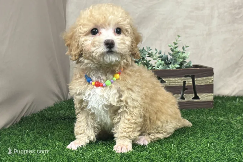 Pearl – Poodle - Miniature  puppy for sale in Atkinson, NE
