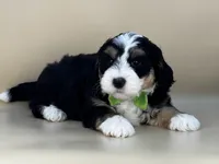 Moose, a male Bernedoodle for sale in Atkinson, NE – 1 of 7