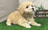 Pearl, a female Poodle - Miniature  for sale in Atkinson, NE – 2 of 5