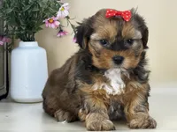 Penny, a female Shorkie for sale in Atkinson, NE – 2 of 10