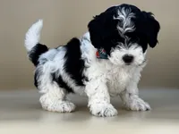 Yeti, a male Bernedoodle for sale in Atkinson, NE – 3 of 5