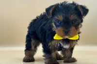Max, a male Yorkshire Terrier for sale in Atkinson, NE – 2 of 6
