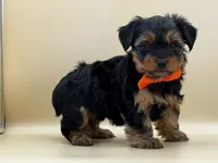 Charlie, a male Yorkshire Terrier for sale in Atkinson, NE – 5 of 9