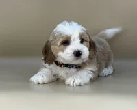 Barley, a male Bernedoodle for sale in Atkinson, NE – 3 of 8