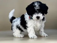 Yeti, a male Bernedoodle for sale in Atkinson, NE – 4 of 5