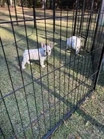 JJ, a male French Bulldog for sale in Elgin, SC – 4 of 5